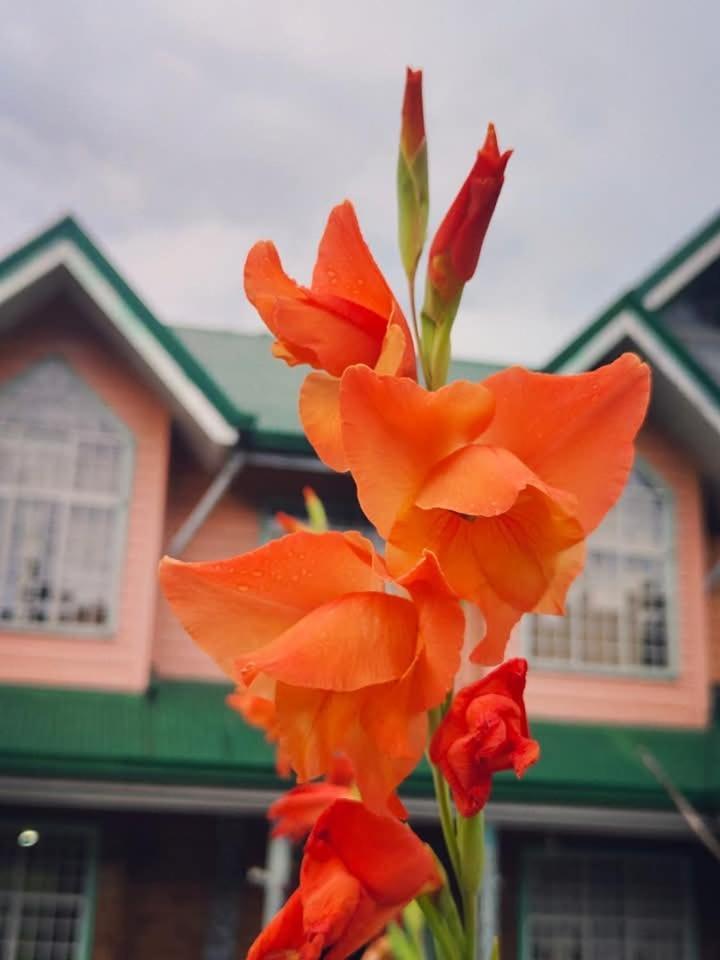 American Style Cabin At Carl Inn Sagada Exterior photo